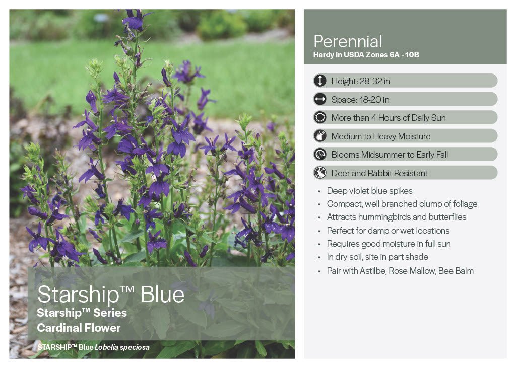 Blue Starship Lobelia - America's Gardens Nursery