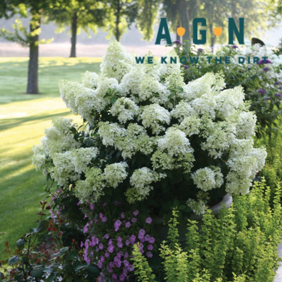 Bobo Hydrangea - America's Gardens Nursery