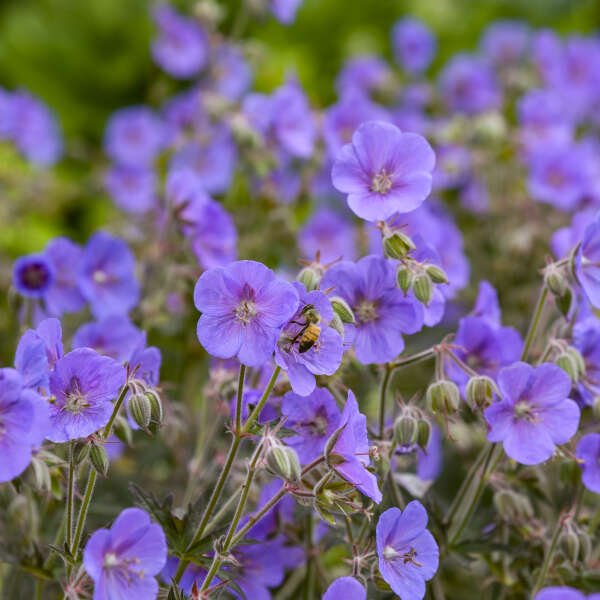 Boom Chocolatta Geranium - America's Gardens Nursery