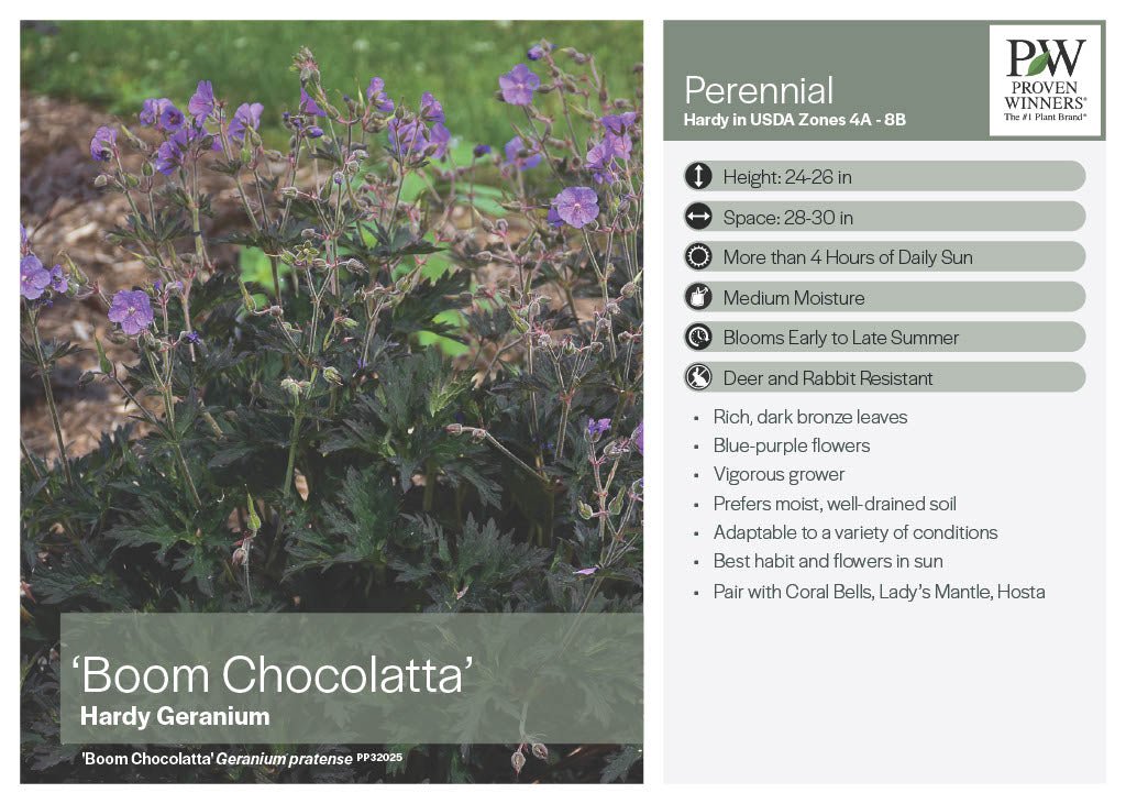 Boom Chocolatta Geranium - America's Gardens Nursery