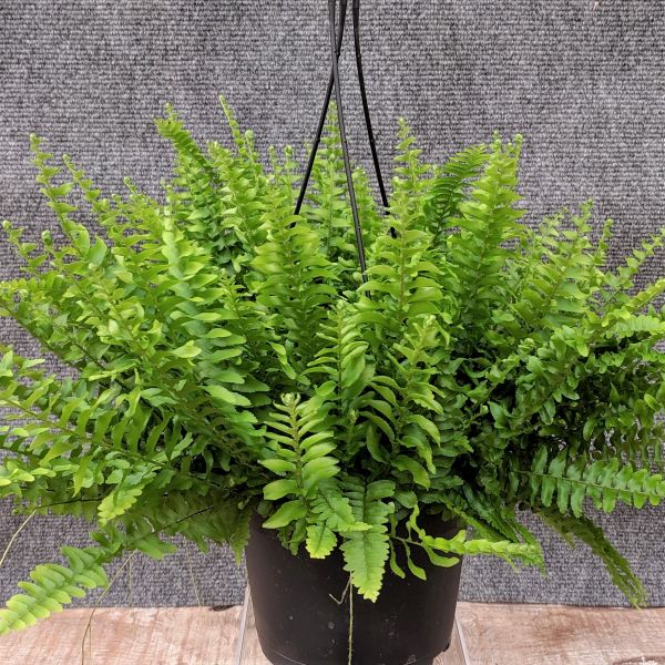 Boston Fern Assortment - America's Gardens Nursery