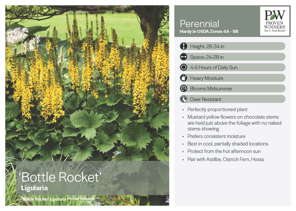 Bottle Rocket Ligularia - America's Gardens Nursery