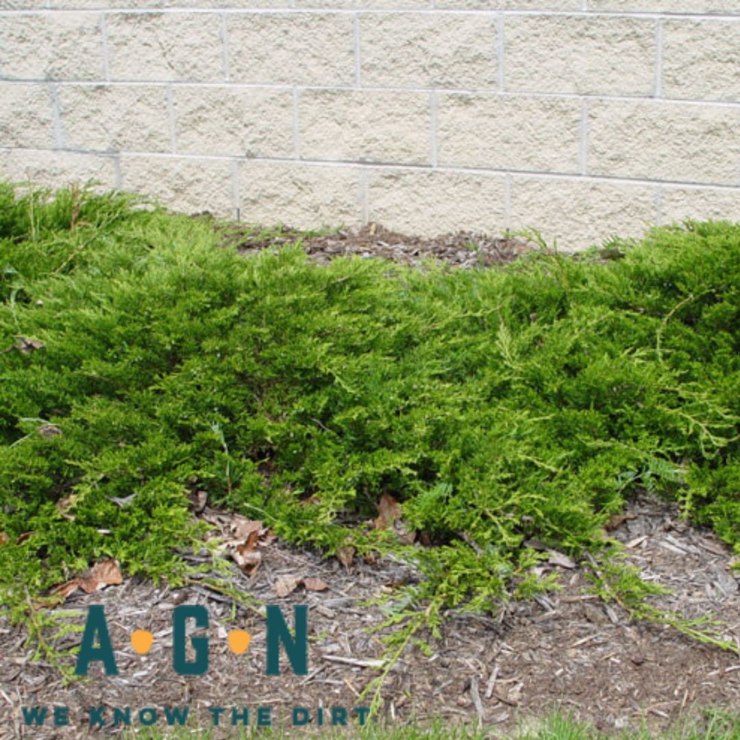 Buffalo Juniper - America's Gardens Nursery