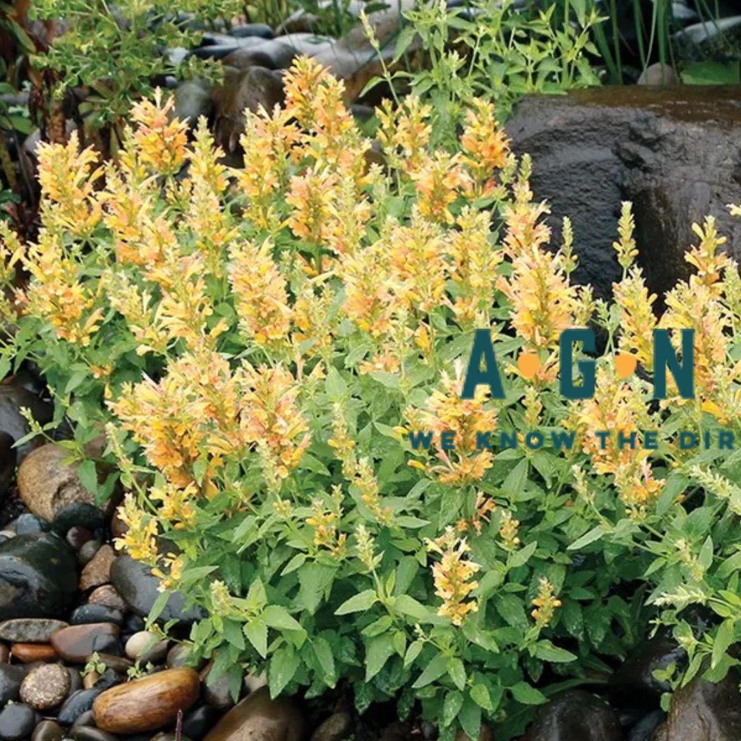 Butter Yellow Poquito Agastache - America's Gardens Nursery