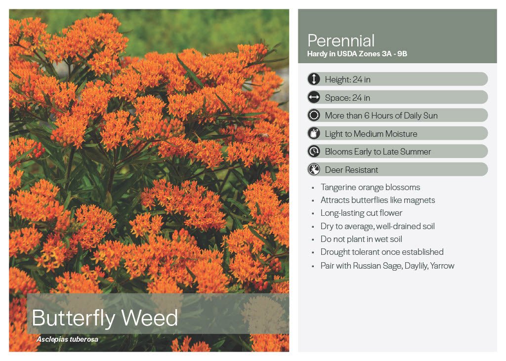 Butterflyweed (Asclepias Tuberosa) - America's Gardens Nursery