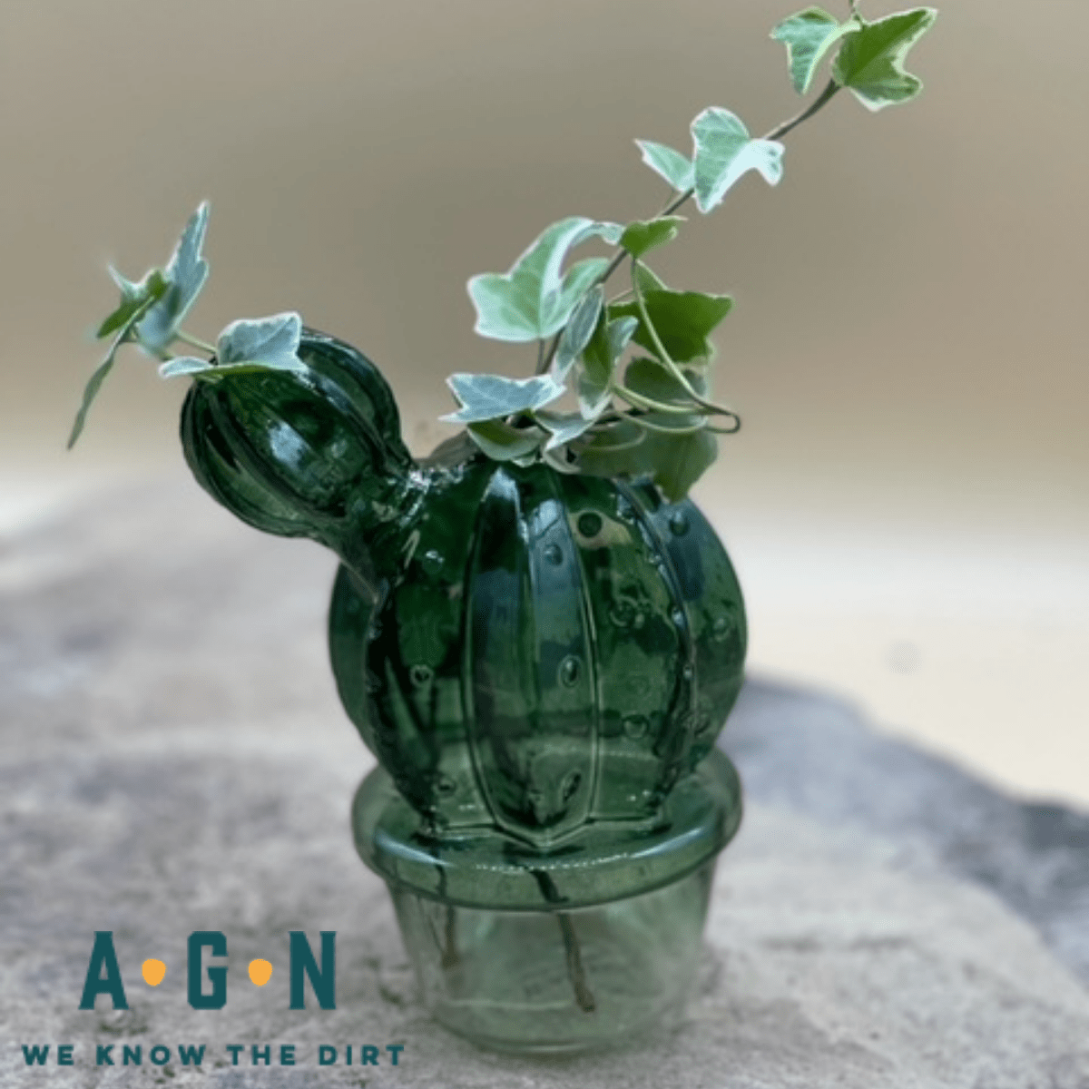 Cactus Vase, Glass - America's Gardens Nursery