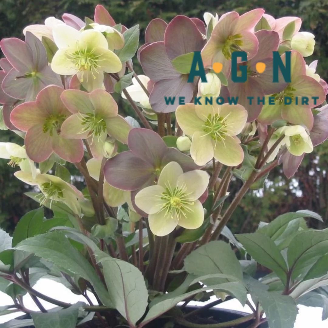 Candy Love Helleborus (Lenten Rose) - America's Gardens Nursery