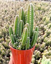 Cactus Peru Fairy Tale