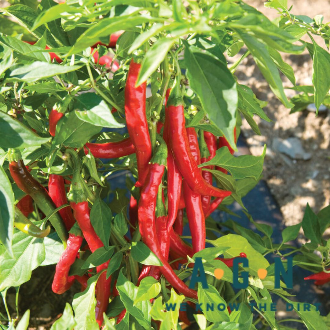 Cayenne Long Thin Hot Pepper Plant - America's Gardens Nursery
