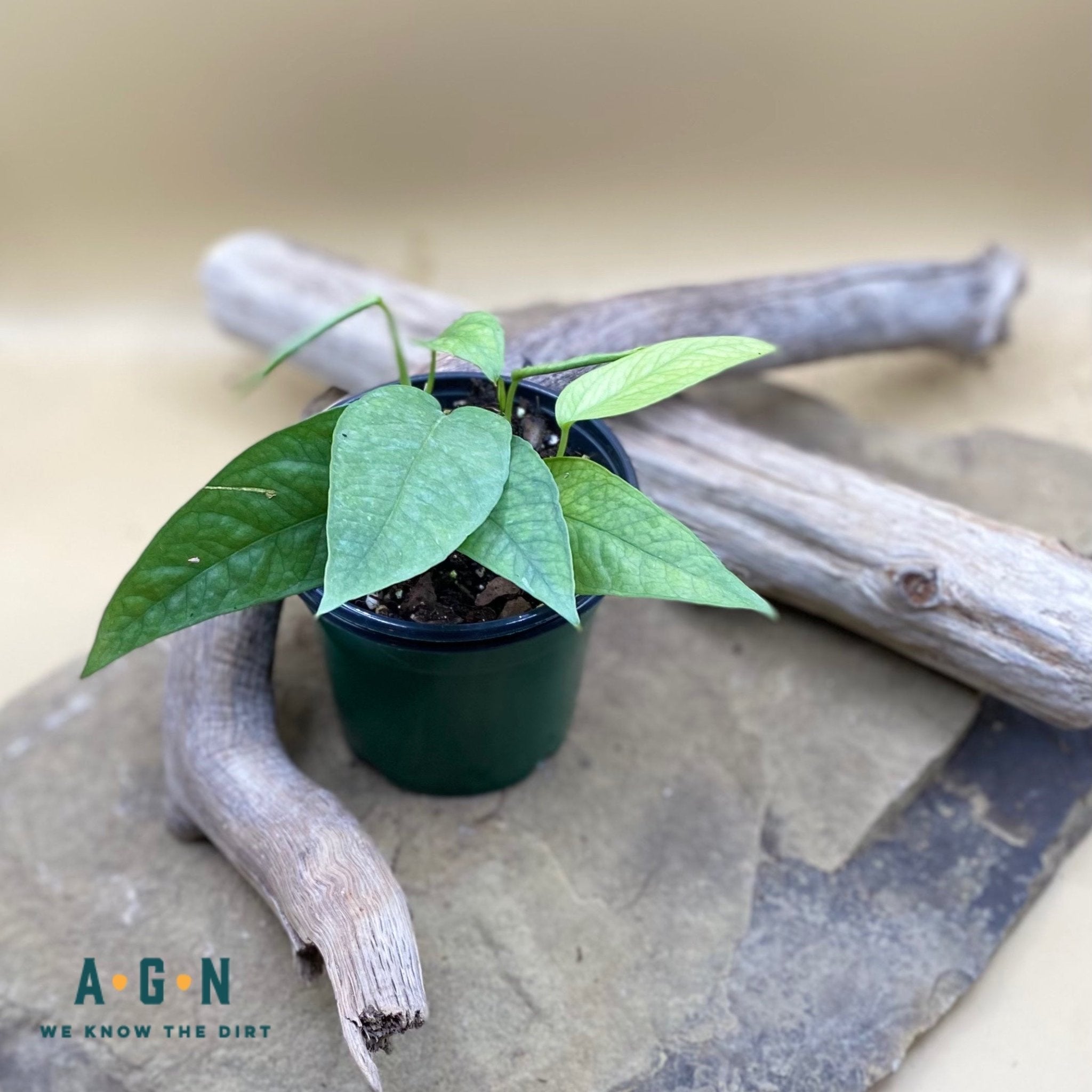 Cebu Blue Pothos - America's Gardens Nursery