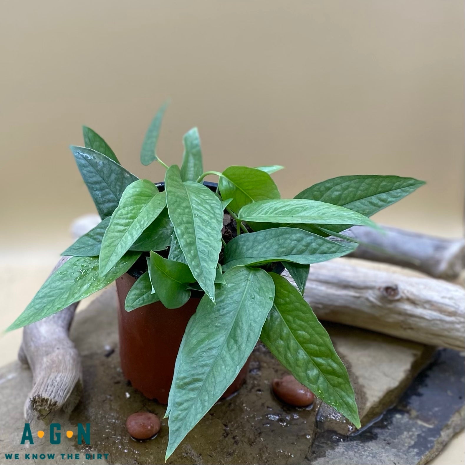 Cebu Blue Pothos - America's Gardens Nursery