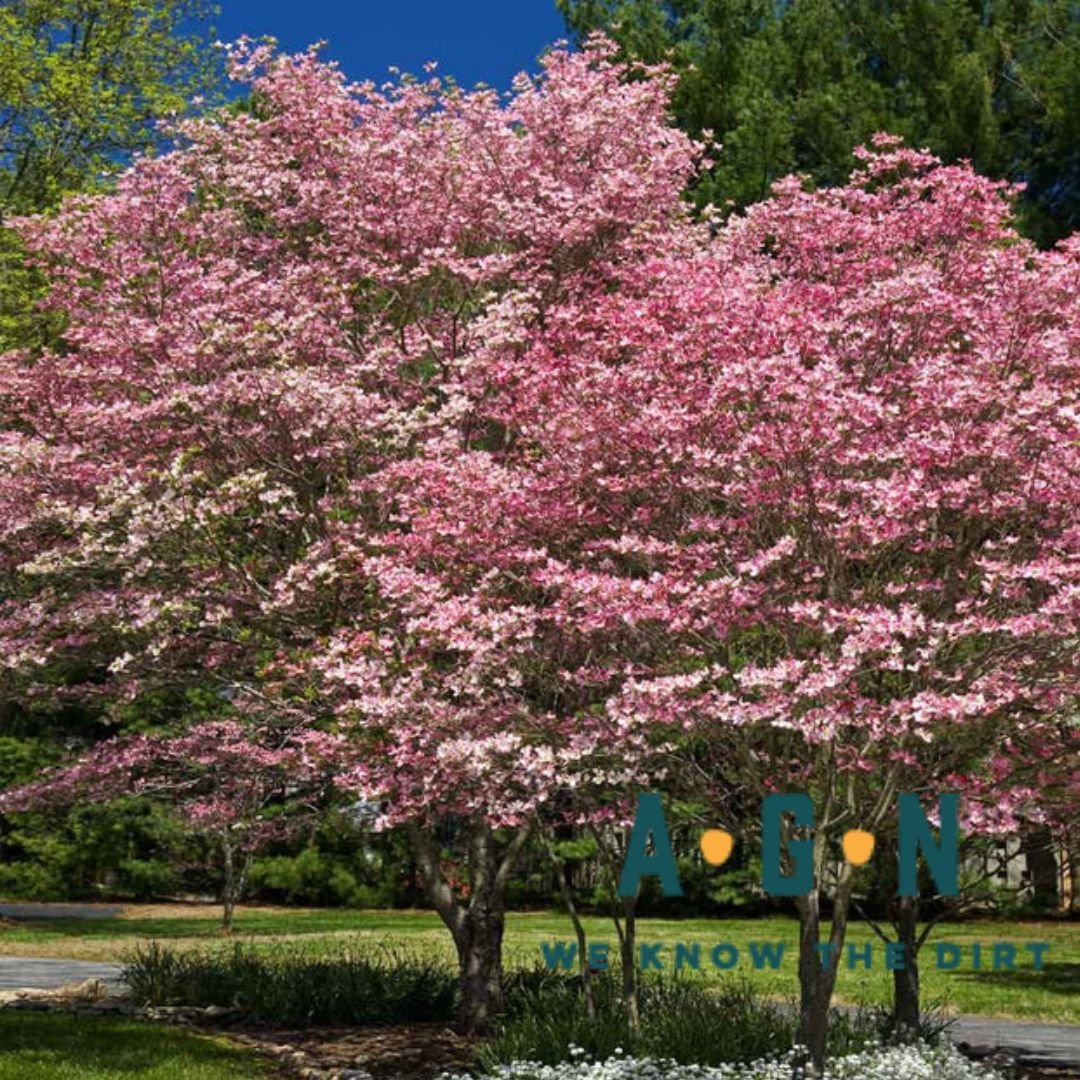 Cherokee Brave Dogwood Tree - America's Gardens Nursery