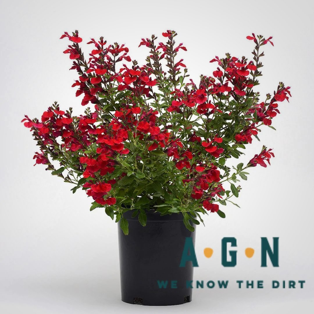 Cherry Red Salvia - America's Gardens Nursery