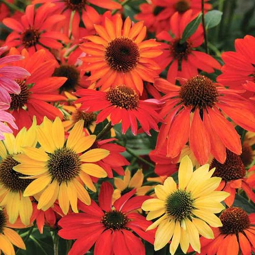 Cheyenne Spirit Echinacea (Cone Flower) - America's Gardens Nursery