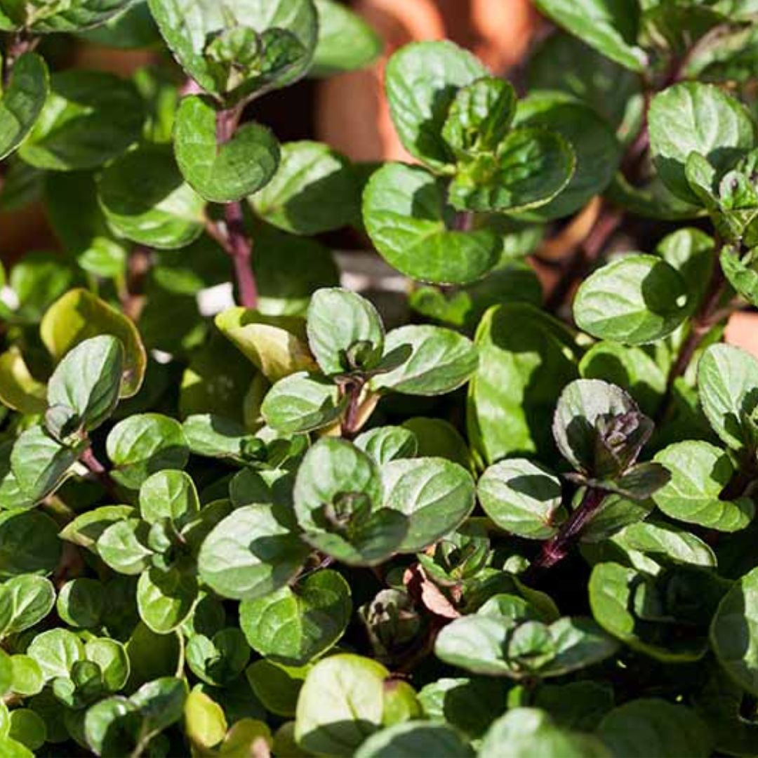 Chocolate Mint - America's Gardens Nursery