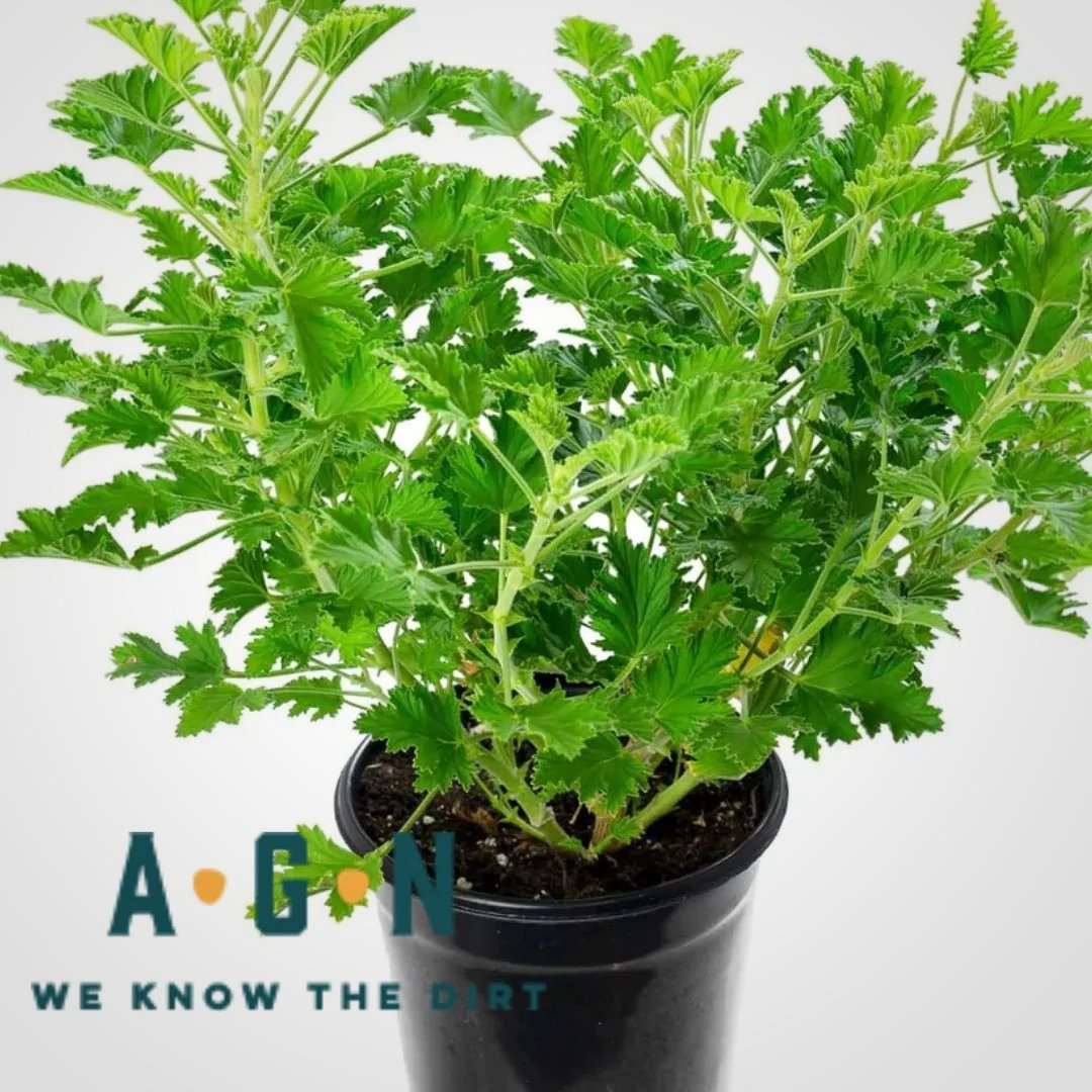 Citronella Plant - America's Gardens Nursery