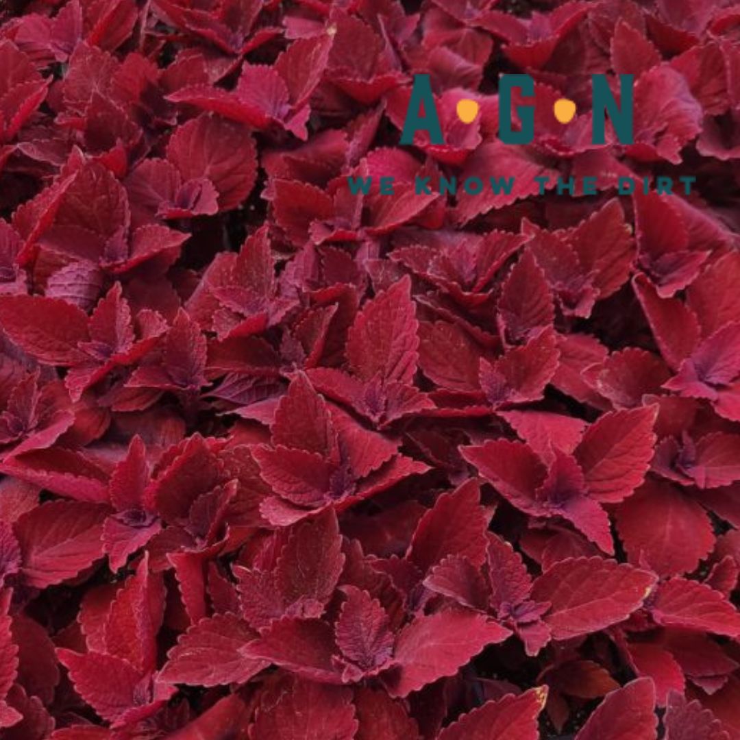 Coleus Assorted - America's Gardens Nursery