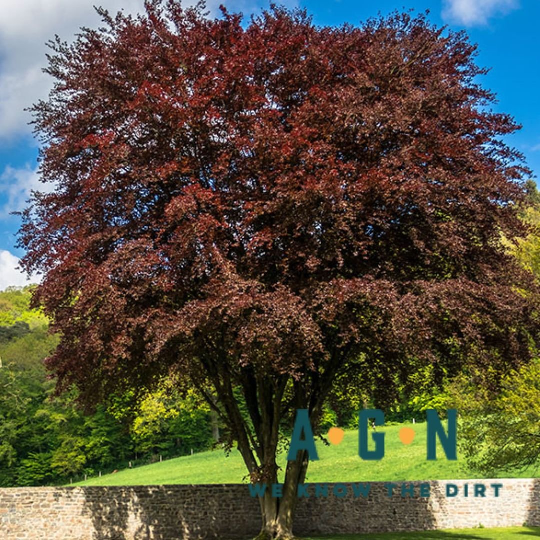 Copper Beech Tree - America's Gardens Nursery
