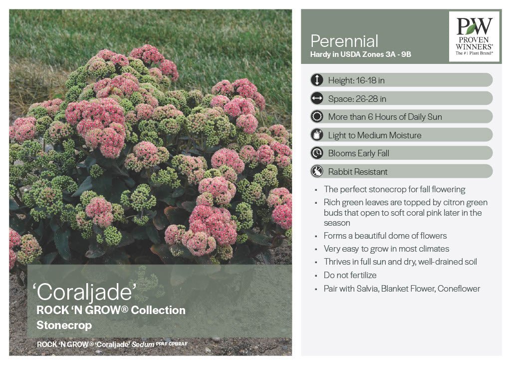 Coraljade Stonecrop Sedum - America's Gardens Nursery