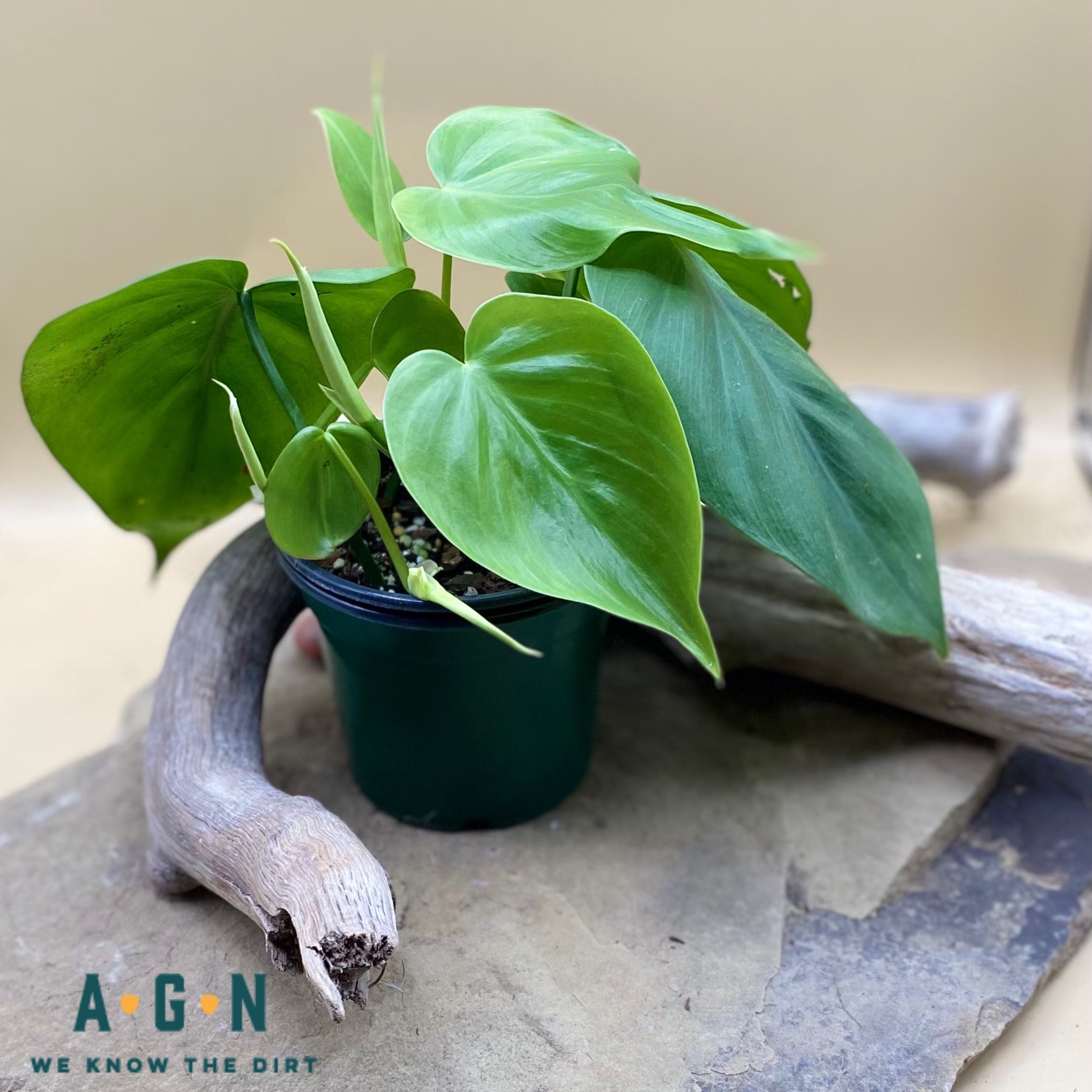 Cordatum (Heart Leaf) Philodendron - America's Gardens Nursery