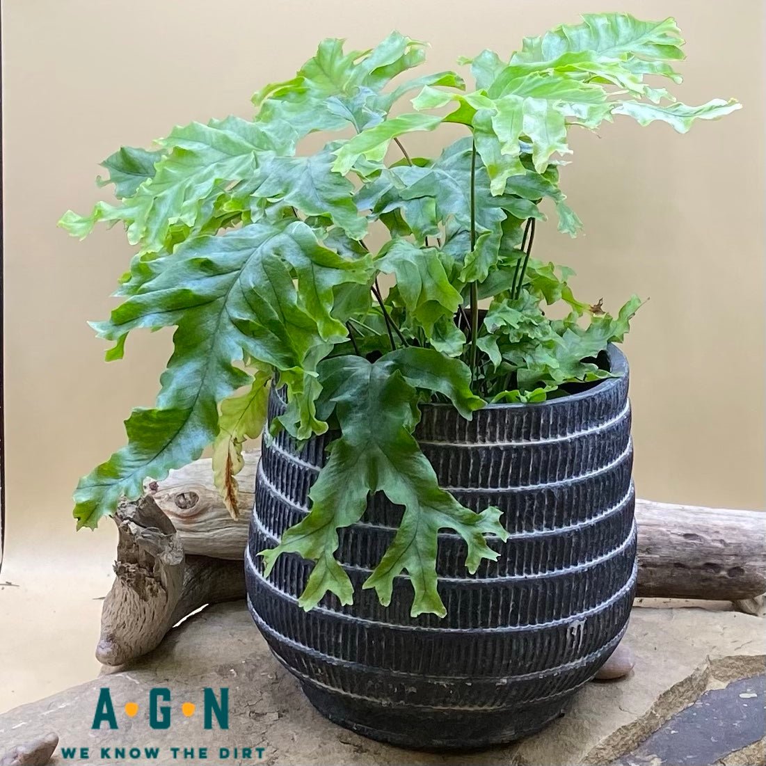 Cyrus Cement Cachepot, Black - America's Gardens Nursery