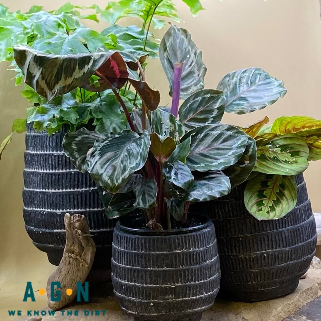 Cyrus Cement Cachepot, Black - America's Gardens Nursery