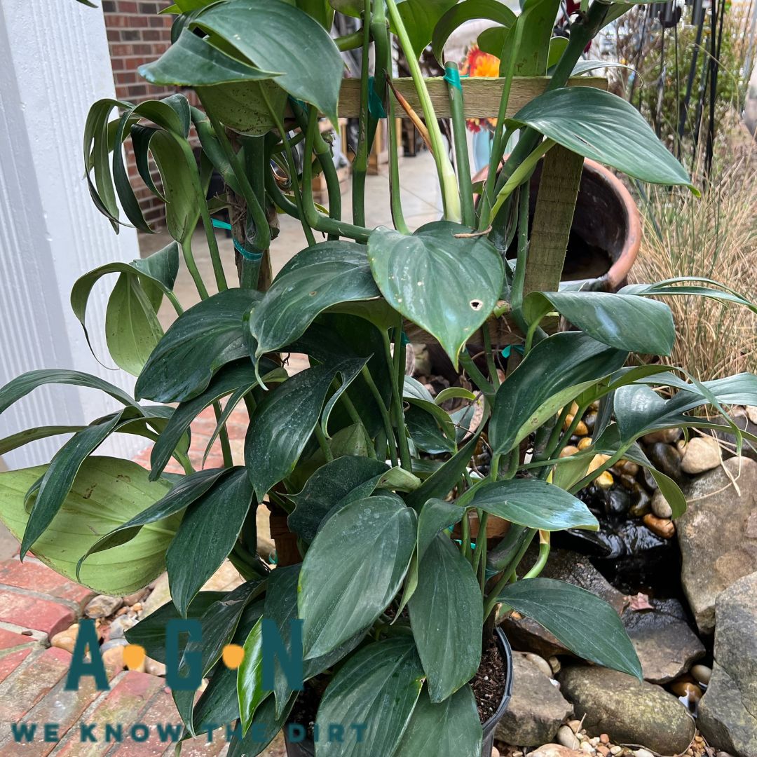 Decursiva Philodendron - America's Gardens Nursery