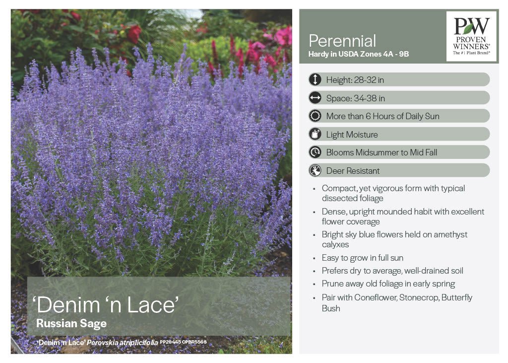 Denim 'n Lace Russian Sage - America's Gardens Nursery