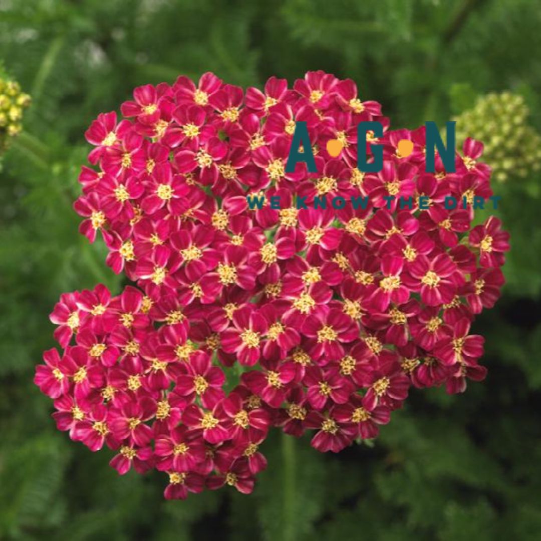 Desert Eve Deep Rose Yarrow - America's Gardens Nursery