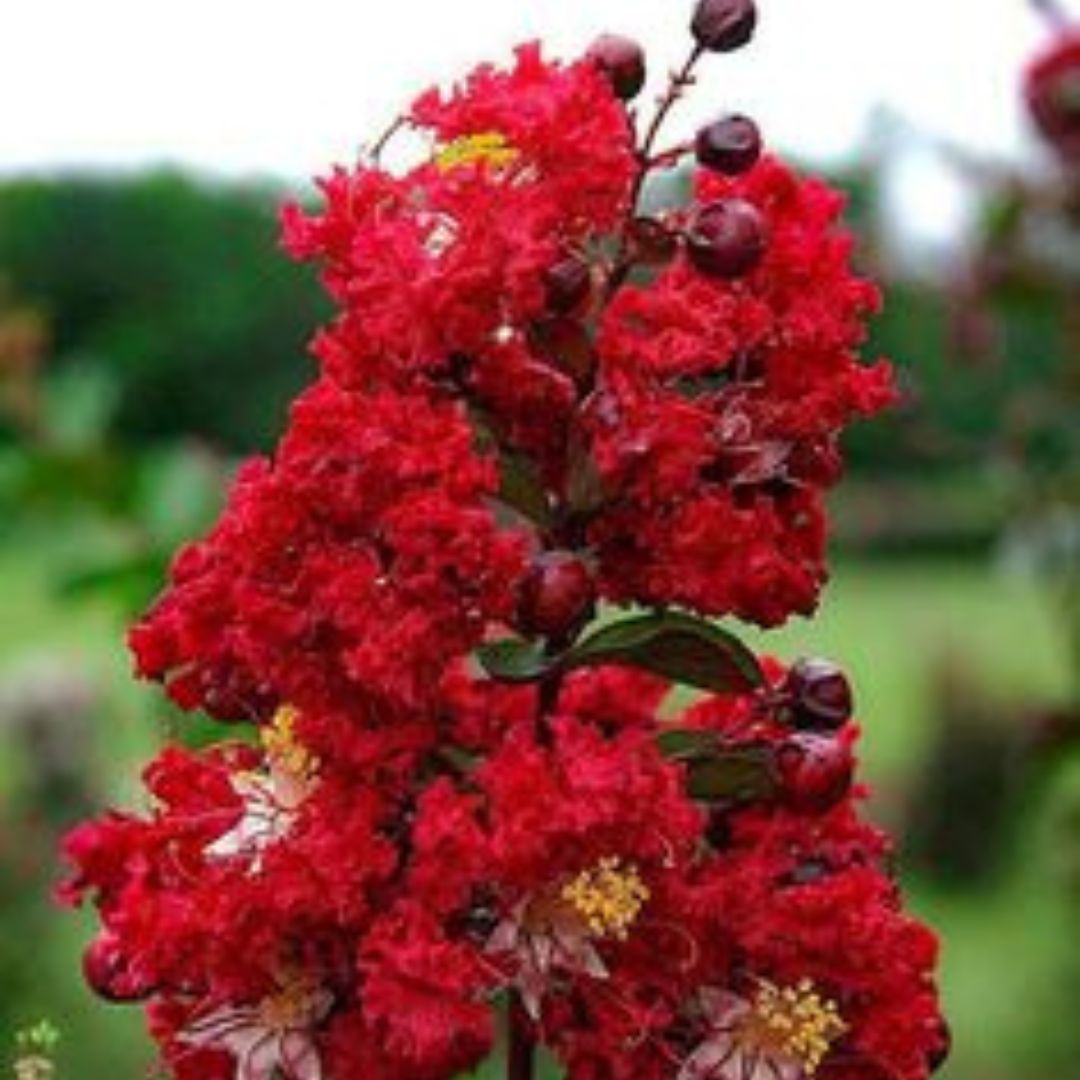 Double Dynamite Crepe Myrtle - America's Gardens Nursery
