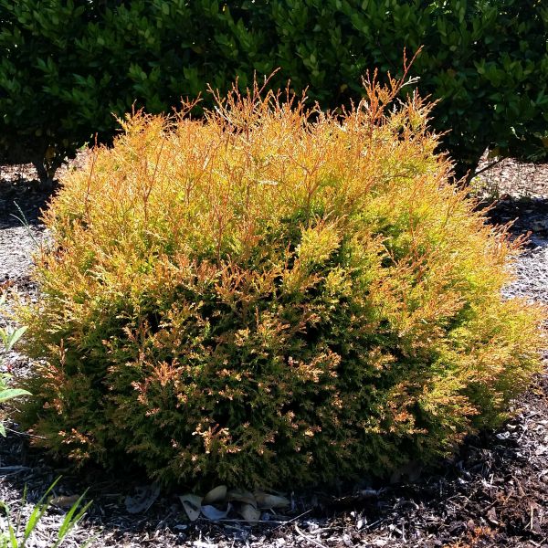 Fire Chief Arborvitae - America's Gardens Nursery