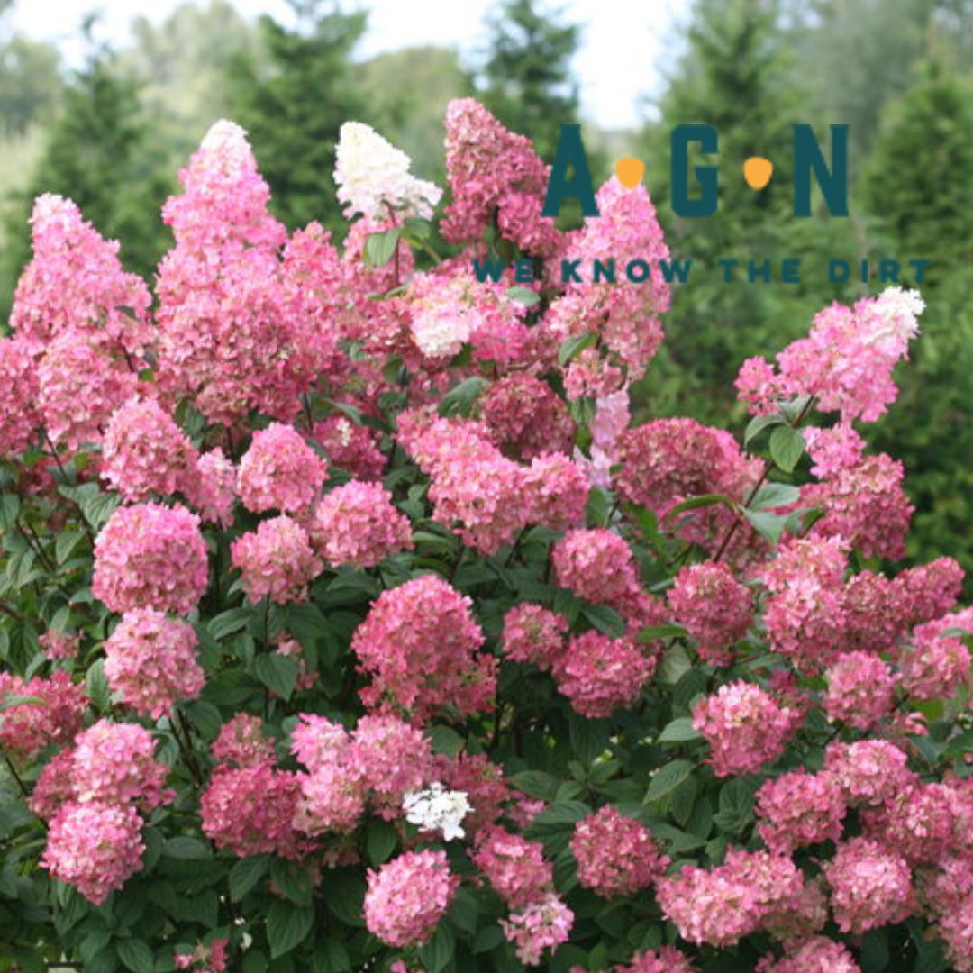 Fire Light Hydrangea - America's Gardens Nursery