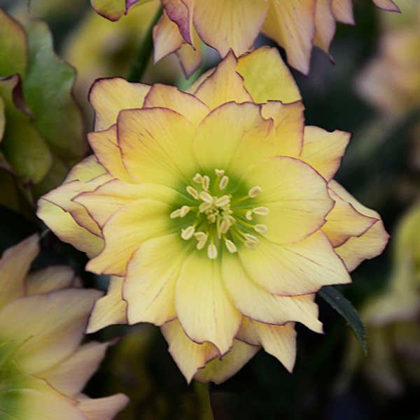 First Dance Helleborus (Lenten Rose) - America's Gardens Nursery
