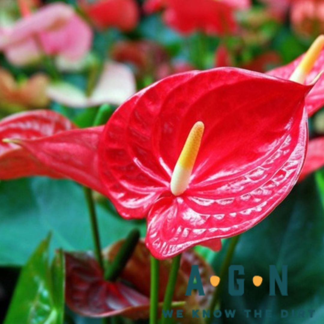 Flowering Anthurium Assortment - America's Gardens Nursery