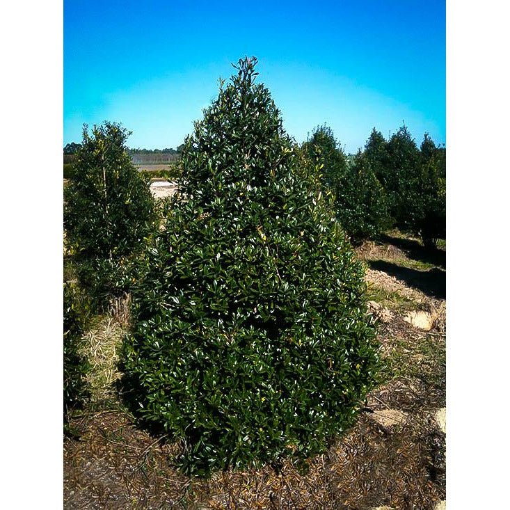 Foster Holly - America's Gardens Nursery