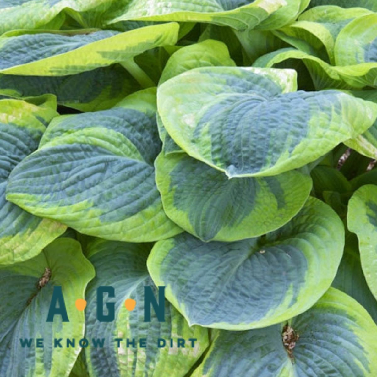 Frances Williams Hosta - America's Gardens Nursery