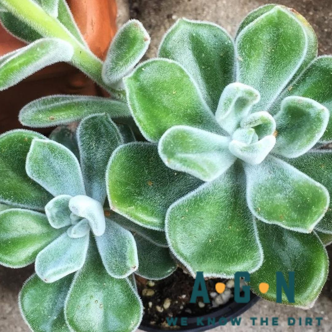 Frosty Echeveria - America's Gardens Nursery