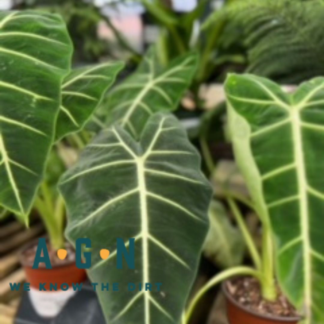 Frydek Alocacia - America's Gardens Nursery