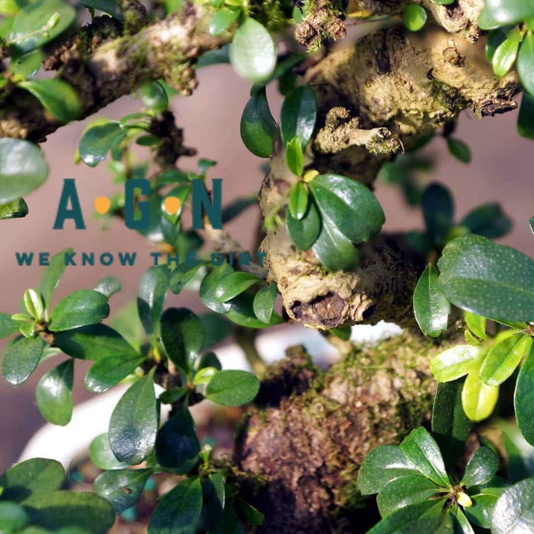 Fukien Tea Bonsai Plant - America's Gardens Nursery