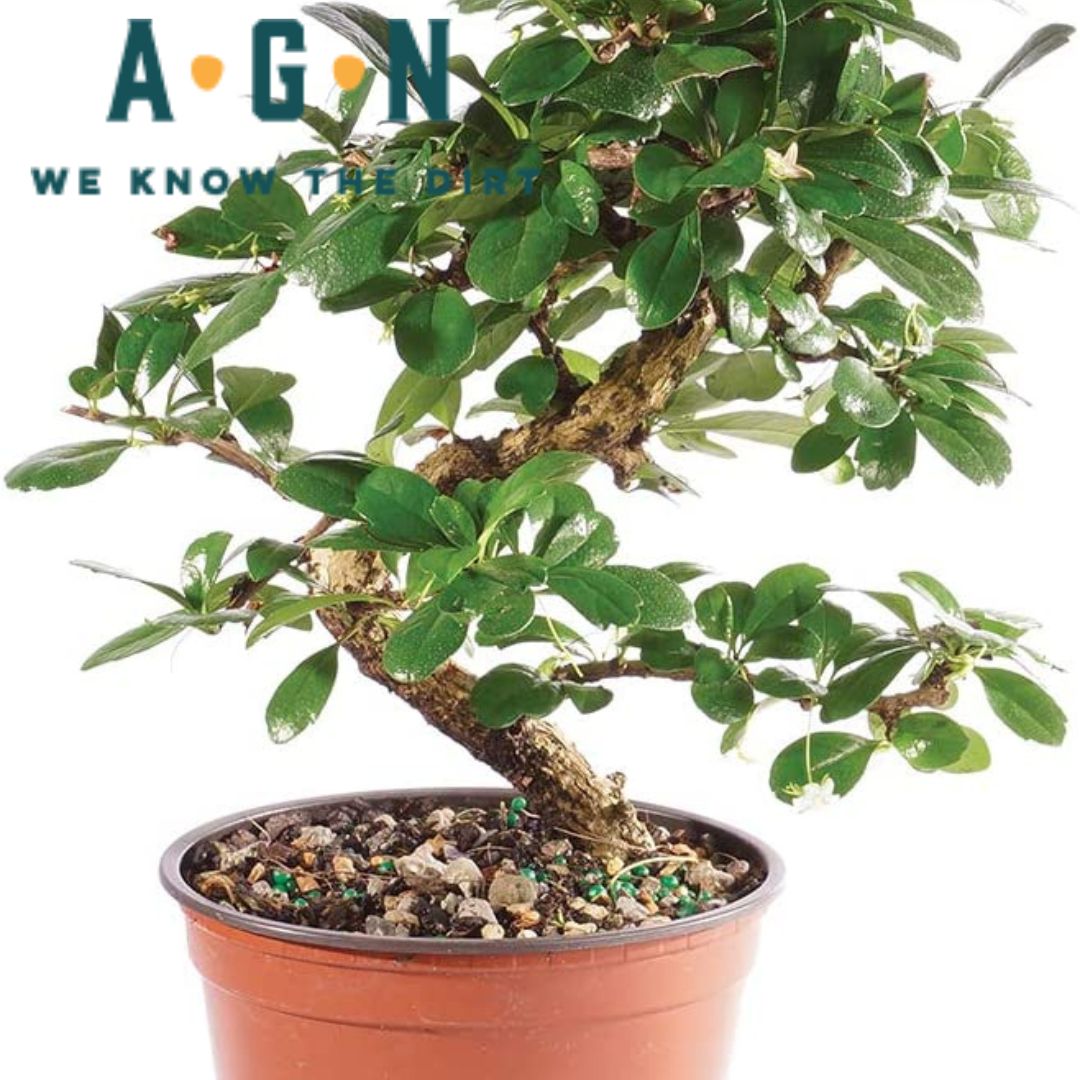 bonsai tree chattanooga Fukien Tea Bonsai Plant – America's Gardens Nursery