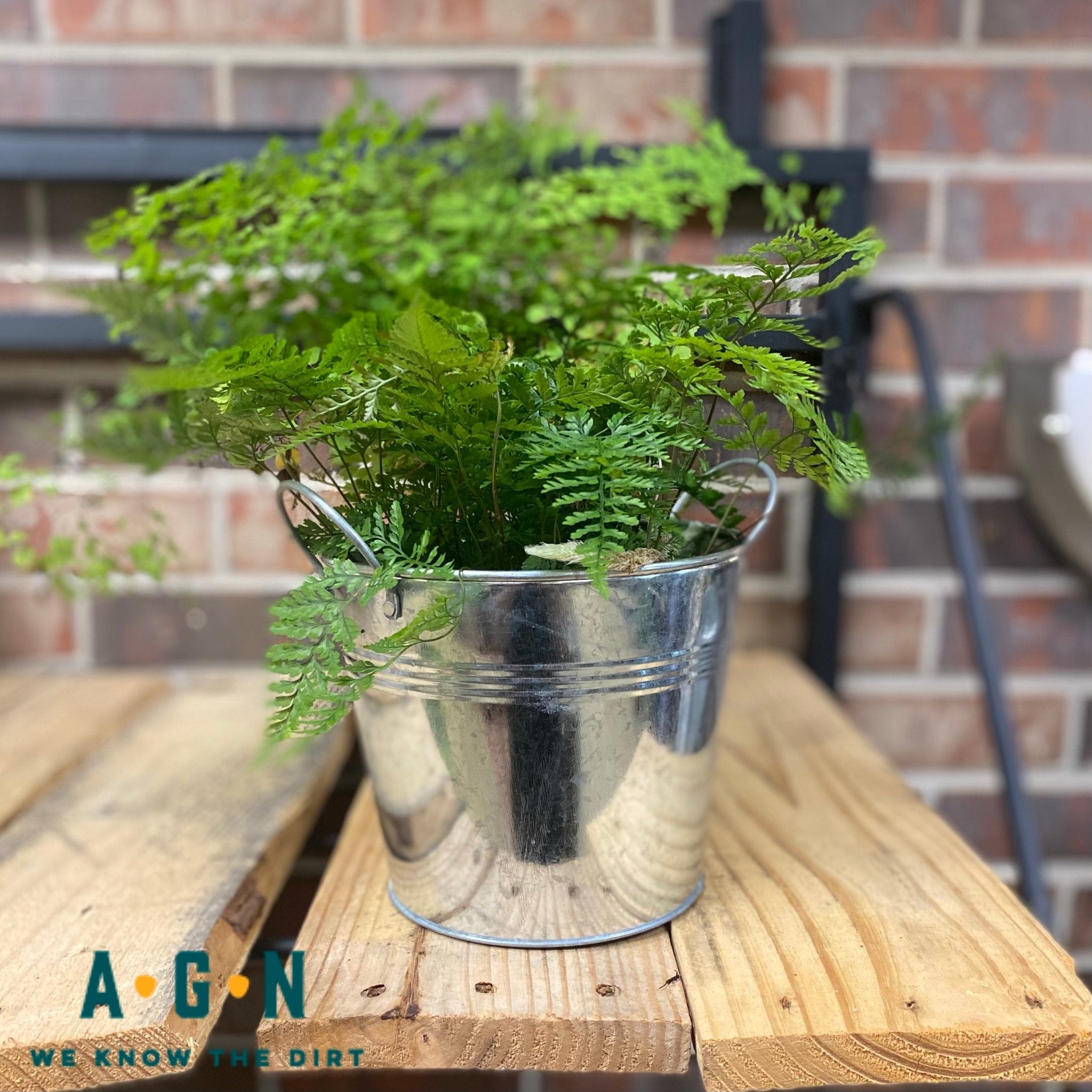 Galvanized Pot - America's Gardens Nursery