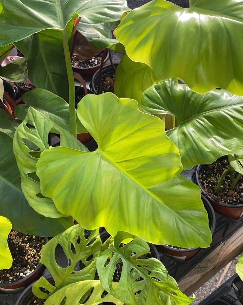 Philodendron Giganteum