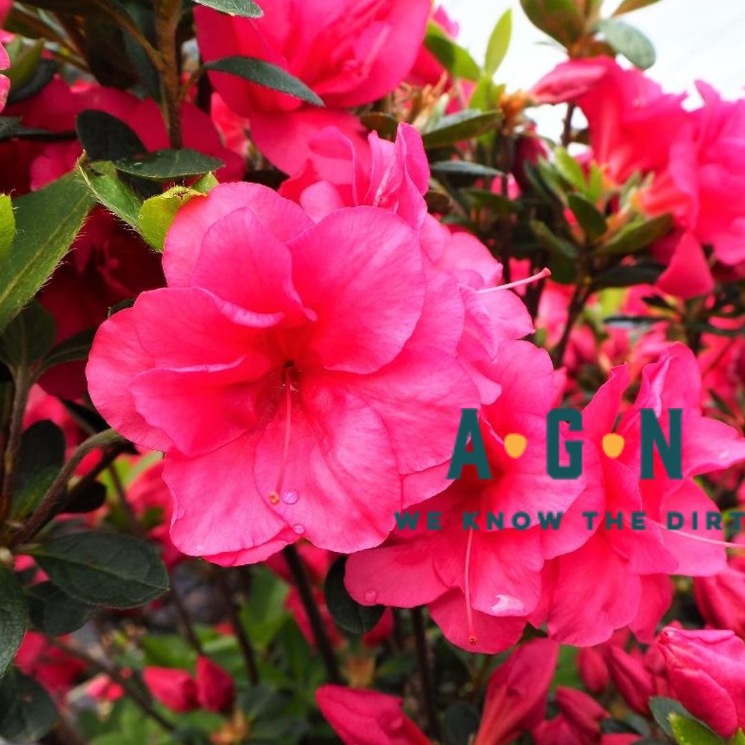 Girard Christina Azalea - America's Gardens Nursery