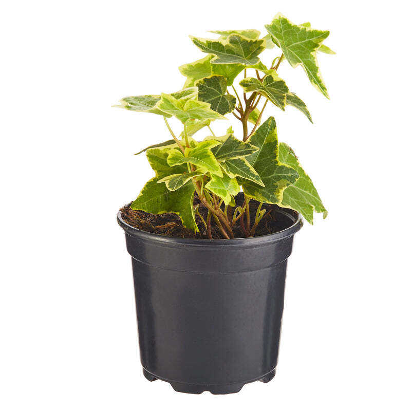 Goldchild Ivy - America's Gardens Nursery
