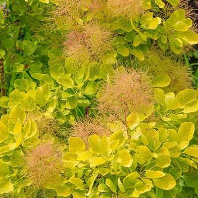 Golden Spirit Smoke Tree - America's Gardens Nursery