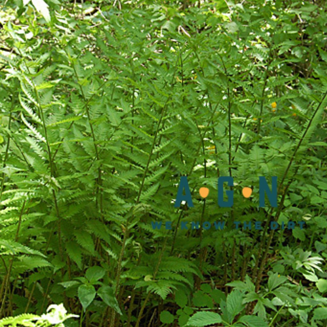 Goldie’s Giant Wood Fern - America's Gardens Nursery