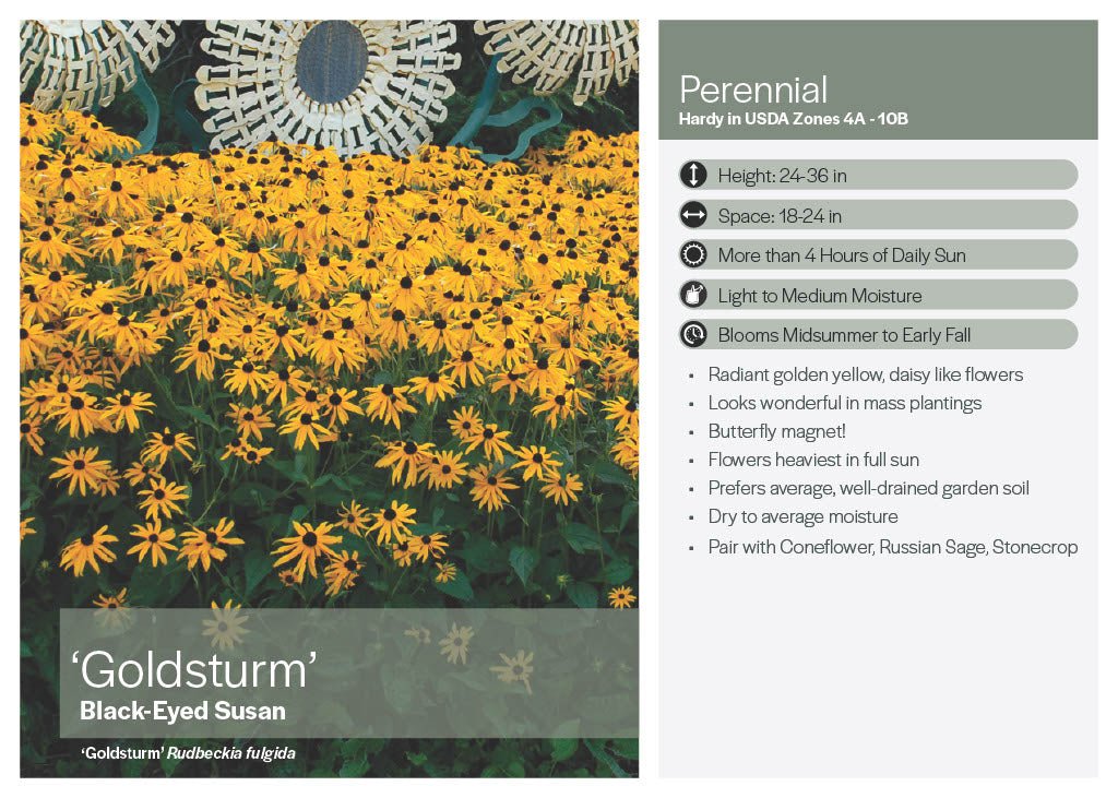 Goldstrum Black Eyed Susan Rudbeckia - America's Gardens Nursery