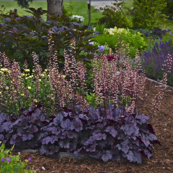 Grape Expectations Coral Bells (Heuchera) - America's Gardens Nursery