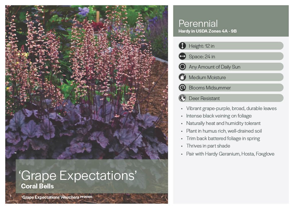 Grape Expectations Coral Bells (Heuchera) - America's Gardens Nursery
