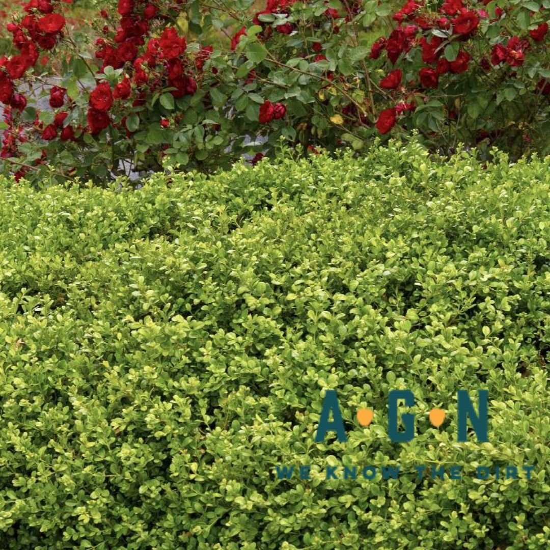 Green Beauty Boxwood - America's Gardens Nursery